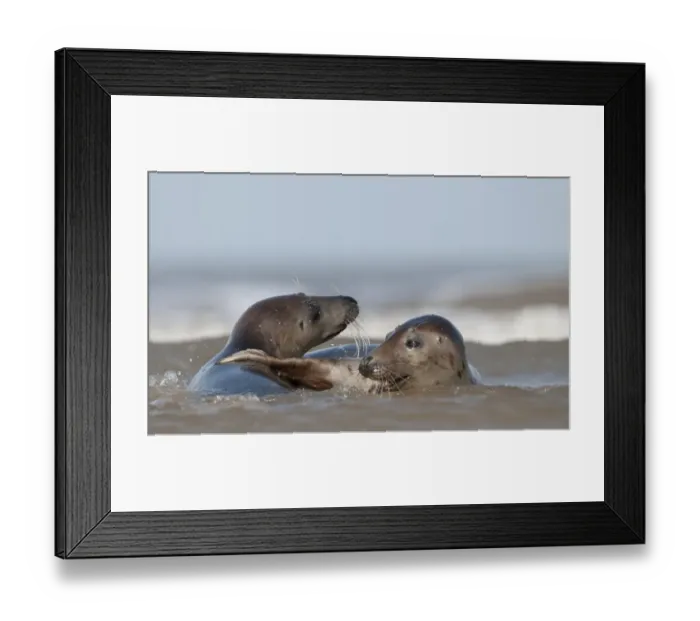 Framed Print : Grey Seals Halichoerus grypus females in surf Norfolk November Framed Print : Grey Seals Halichoerus grypus females in surf Norfolk November