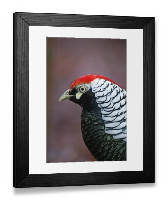 Framed Print : Lady Amhersts Pheasant male Norfolk winter Framed Print : Lady Amhersts Pheasant male Norfolk winter