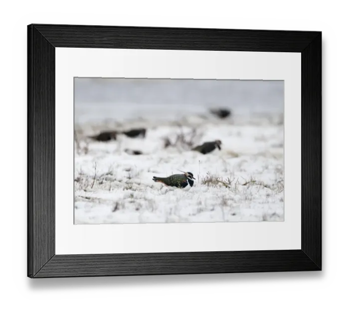 Framed Print : Lapwing Vanellus vanellus in snow in winter Norfolk