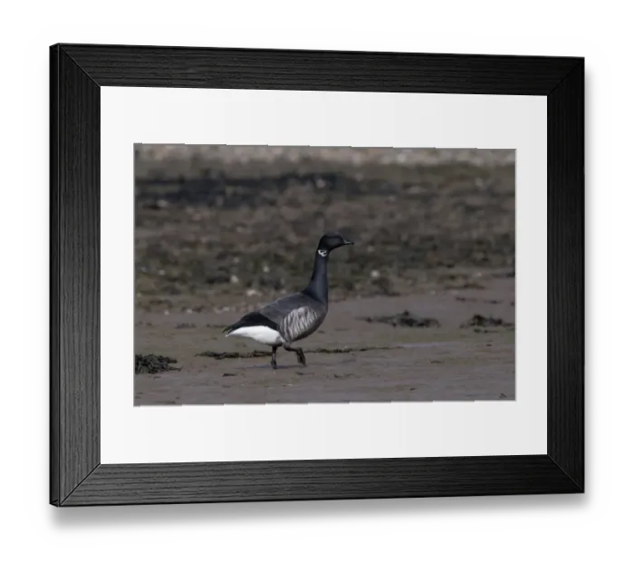 Framed Print : Brent Goose Branta bernicla Norfolk winter Framed Print : Brent Goose Branta bernicla Norfolk winter