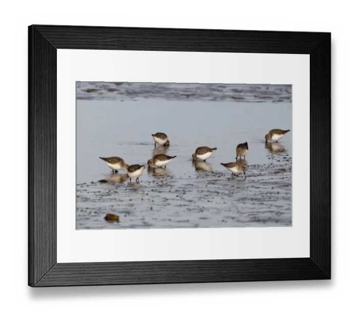 Framed Print : Dunlin Calidris alpina flock feeding Norfolk winter Framed Print : Dunlin Calidris alpina flock feeding Norfolk winter