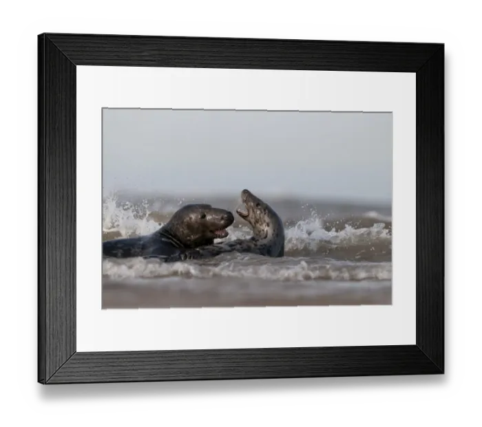 Framed Print : Grey Seals Halichoerus grypus male attempting to mate with female Norfolk November Framed Print : Grey Seals Halichoerus grypus male attempting to mate with female Norfolk November