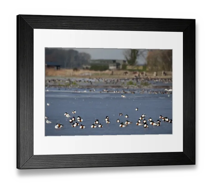 Framed Print : Shelduck on frozen pool at Martin Mere Wildfowl & Wetlands Trust Reserve Merseyside Framed Print : Shelduck on frozen pool at Martin Mere Wildfowl & Wetlands Trust Reserve Merseyside