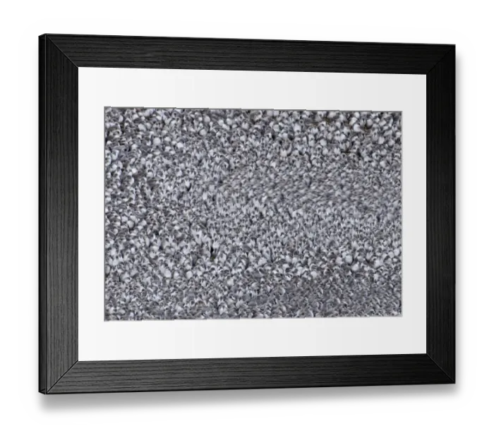Framed Print : Knot Caildris canutus at high tide roost Snettisham RSPB Reserve The Wash Norfolk Framed Print : Knot Caildris canutus at high tide roost Snettisham RSPB Reserve The Wash Norfolk