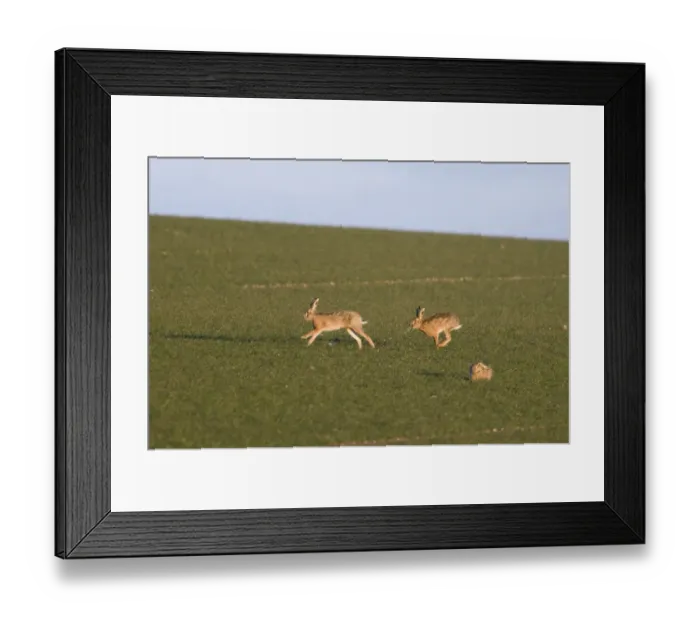 Framed Print : Brown Hares Lepus europaeus chasing across a field of winter wheat Norfolk March Framed Print : Brown Hares Lepus europaeus chasing across a field of winter wheat Norfolk March