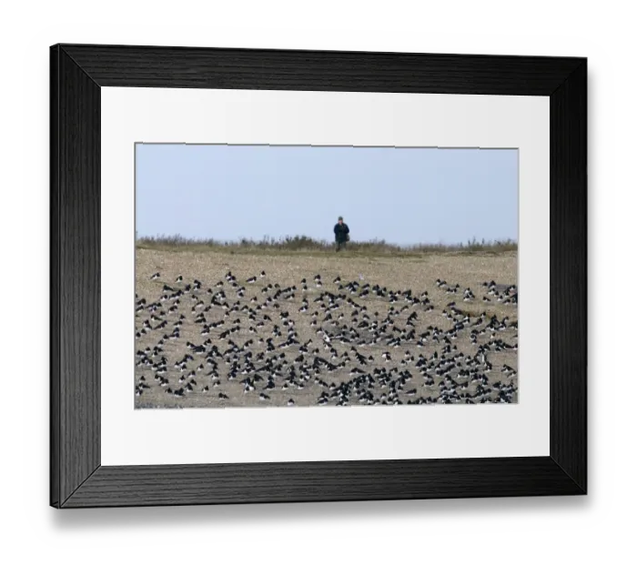 Framed Print : Oystercatchers Haematopus ostralegus roosting with birdwatcher behind Snettisham