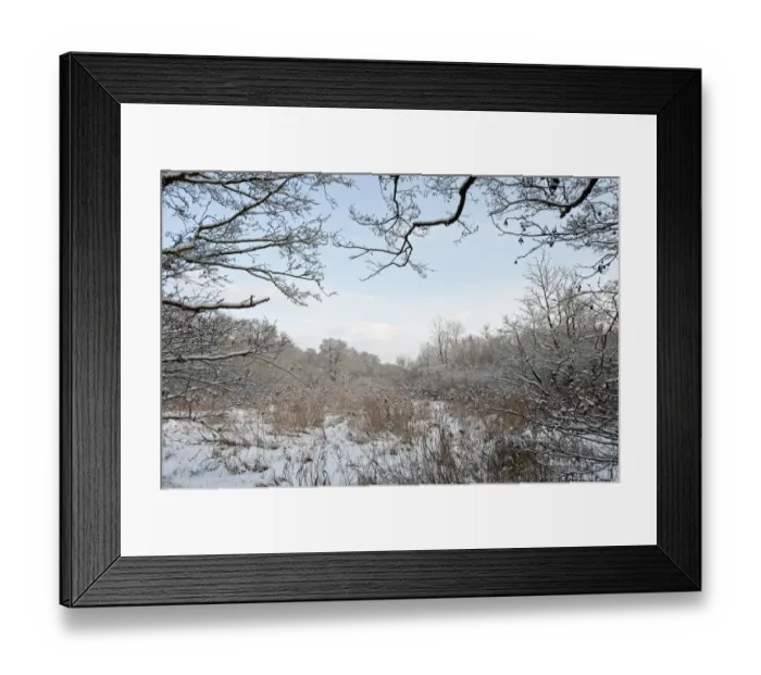 Framed Print : Reedbed in winter Norfolk