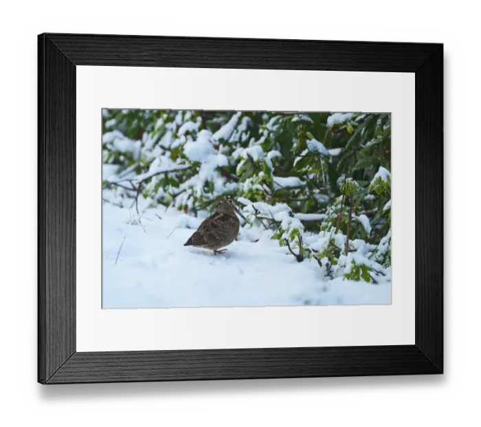 Framed Print : Woodcock Scolopax rusticola in snow Sandringham Norfolk December Framed Print : Woodcock Scolopax rusticola in snow Sandringham Norfolk December