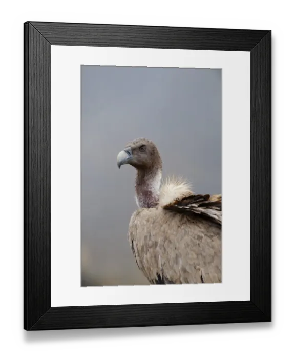 Framed Print : Griffon Vulture Gyps fulvus Spain winter Framed Print : Griffon Vulture Gyps fulvus Spain winter