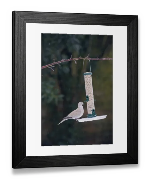 Framed Print : Collared Dove at garden feeder Norfolk winter Framed Print : Collared Dove at garden feeder Norfolk winter