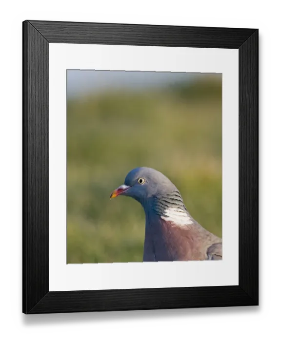 Framed Print : Wood Pigeon Columba palumbus Norfolk Framed Print : Wood Pigeon Columba palumbus Norfolk