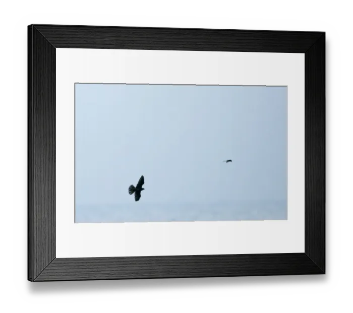 Framed Print : Merlin Falco columbaris chasing a migrant Grey Wagtail coming in off sea Blakeney