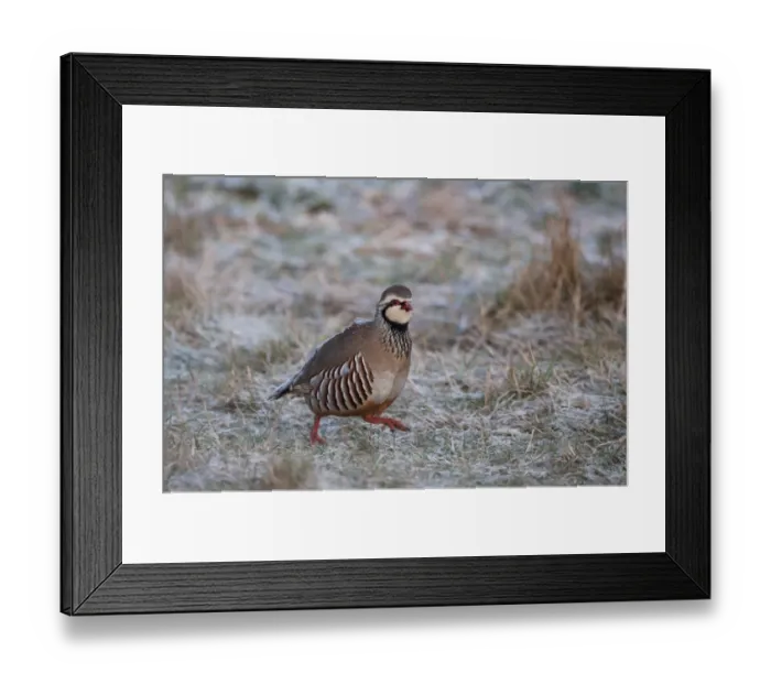 Framed Print : Red-legged Partridge Alectoris rufa Norfolk winter Framed Print : Red-legged Partridge Alectoris rufa Norfolk winter