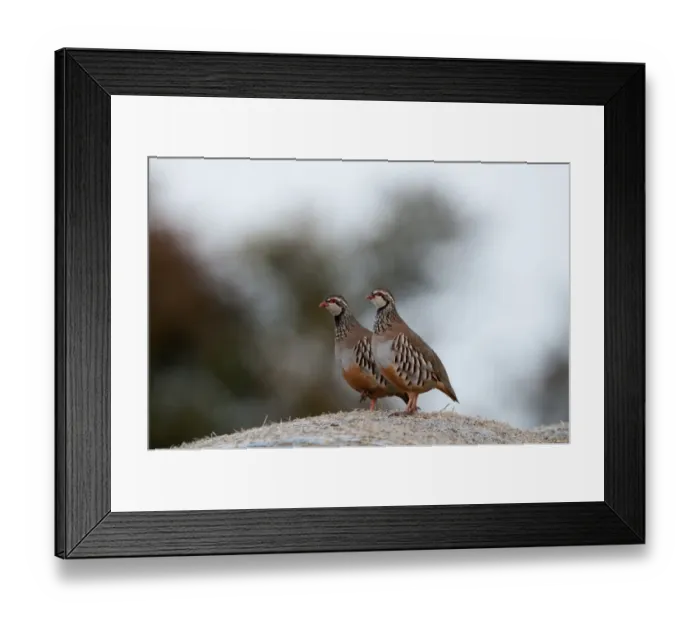 Framed Print : Red-legged Partridge Alectoris rufa on hay bale Norfolk Framed Print : Red-legged Partridge Alectoris rufa on hay bale Norfolk