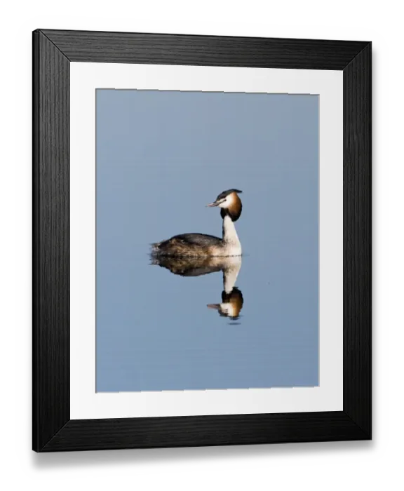 Framed Print : Great crested Grebes Podiceps cristatus Norfolk spring Framed Print : Great crested Grebes Podiceps cristatus Norfolk spring