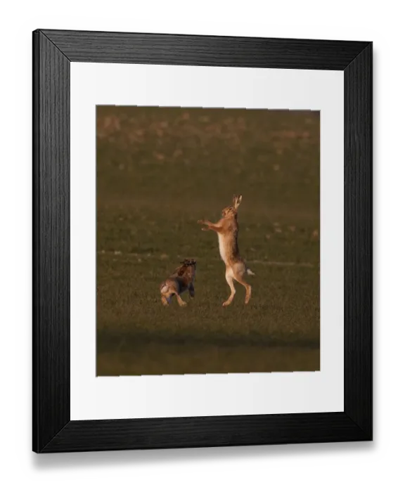 Framed Print : European Brown Hare boxing in spring Norfolk March Framed Print : European Brown Hare boxing in spring Norfolk March