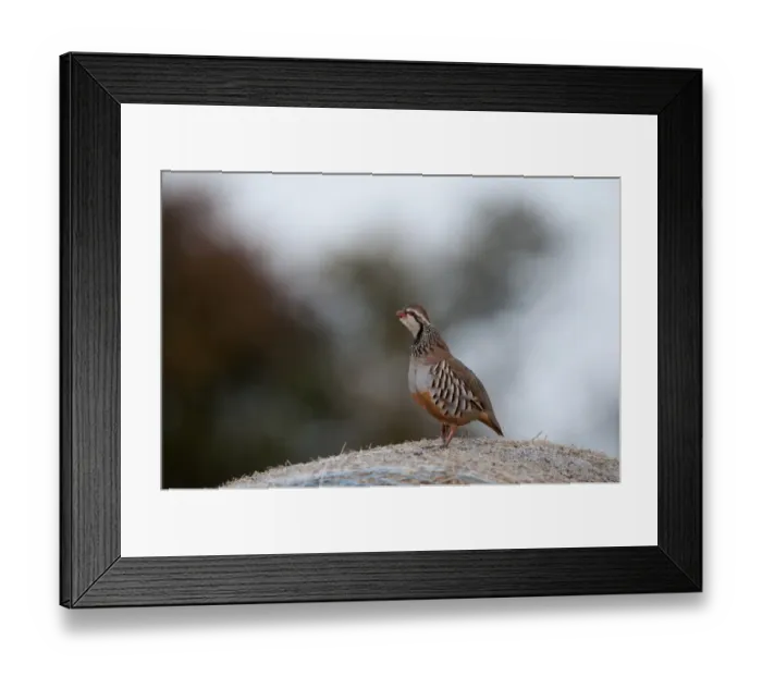 Framed Print : Red-legged Partridge Alectoris rufa on hay bale Norfolk Framed Print : Red-legged Partridge Alectoris rufa on hay bale Norfolk