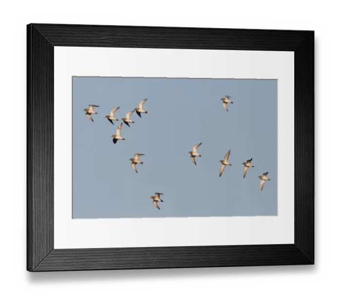 Framed Print : Golden Plover Pluvialis apricaria Cley Norfolk winter Framed Print : Golden Plover Pluvialis apricaria Cley Norfolk winter