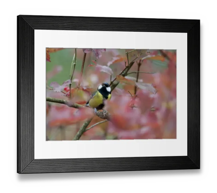 Framed Print : Great Tit Parus major in Guelder Rose Norfolk autumn Framed Print : Great Tit Parus major in Guelder Rose Norfolk autumn