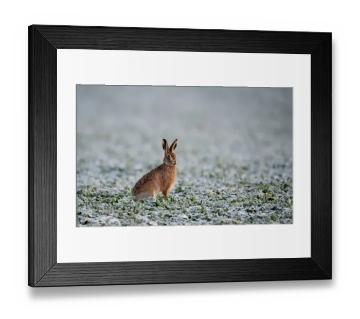 Framed Print : Brown Hare Lepus lepus Norfolk winter Framed Print : Brown Hare Lepus lepus Norfolk winter