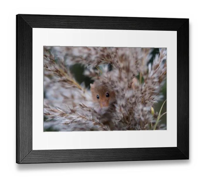 Framed Print : Harvest Mouse Microminys minutus Norfolk UK autumn Framed Print : Harvest Mouse Microminys minutus Norfolk UK autumn