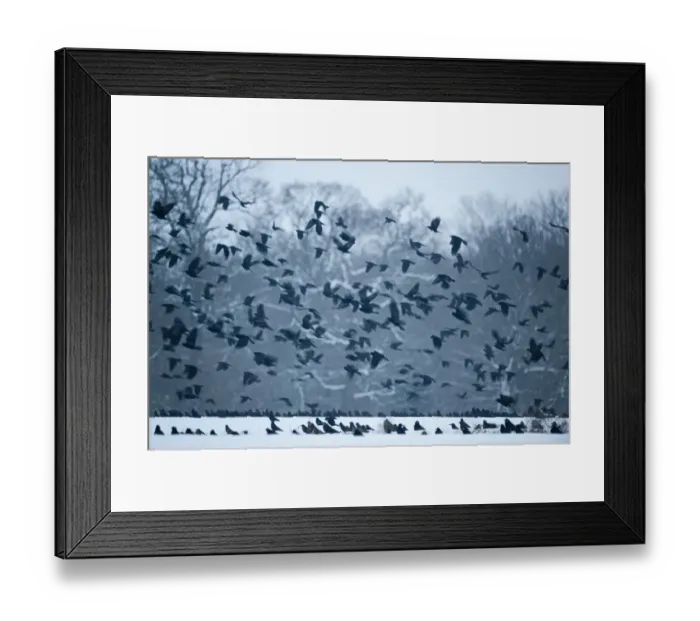 Framed Print : Rooks Corvus grugilegus gathering at roost Buckenham Norfolk winter