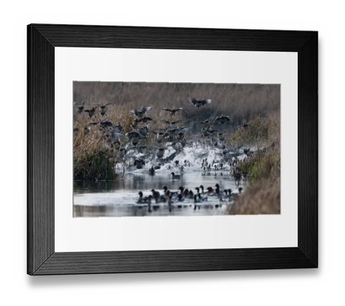 Framed Print : Wigeon Anas penelope flying in to ditch on Buckenham Marshes RSPB Reserve Norfolk winter Framed Print : Wigeon Anas penelope flying in to ditch on Buckenham Marshes RSPB Reserve Norfolk winter