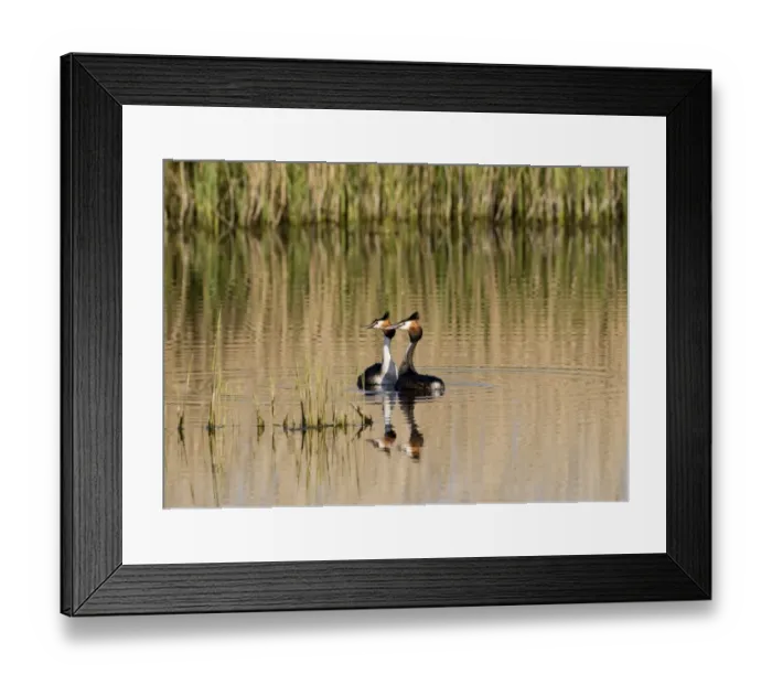 Framed Print : Great crested Grebes Podiceps cristatus pair displaying Norfolk spring Framed Print : Great crested Grebes Podiceps cristatus pair displaying Norfolk spring