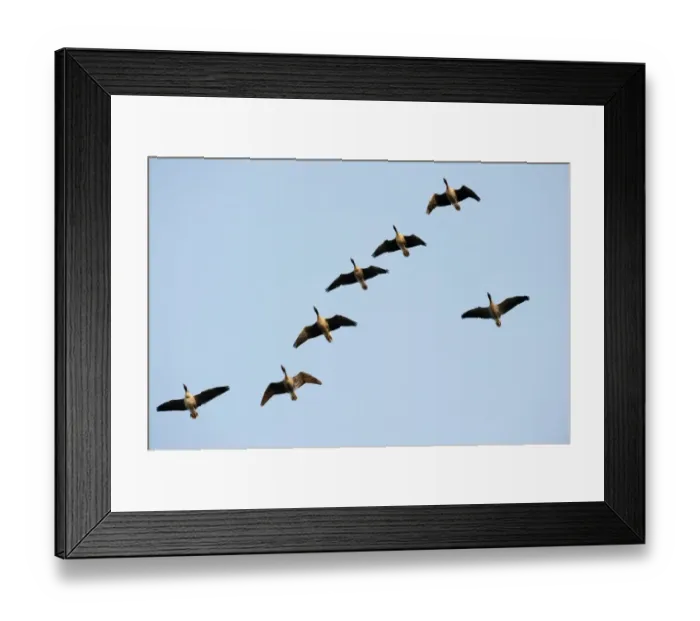 Framed Print : Pink-footed Geese Anser brachrynchus Holkham Norfolk winter