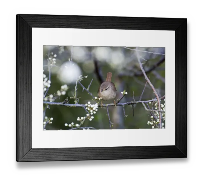 Framed Print : Wren Troglodytes troglodytes in in Blackthorn in spring Norfolk spring