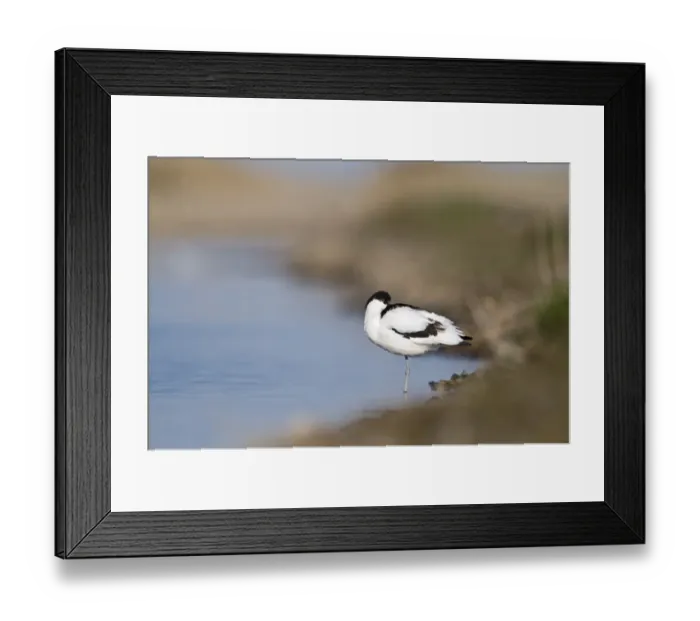 Framed Print : Avocet Recurvirostra avocetta Norfolk April