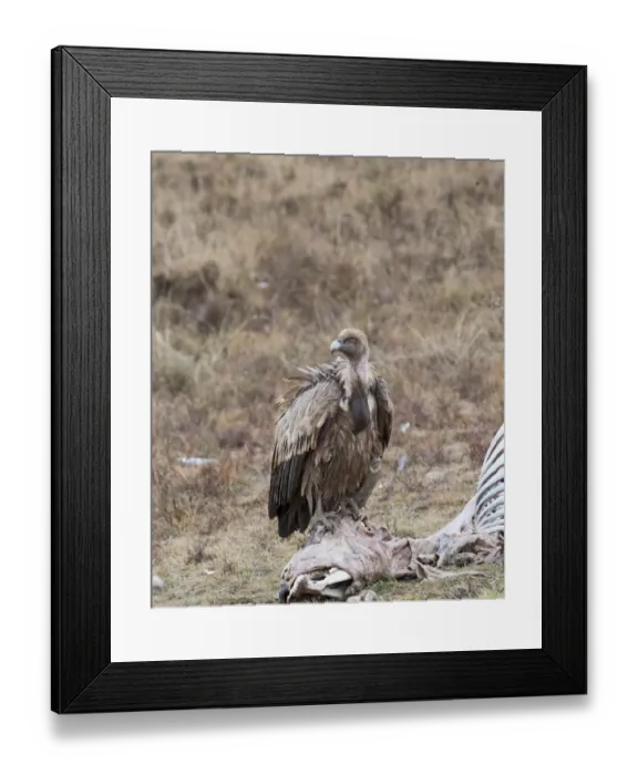 Framed Print : Griffon Vulture Gyps fulvus Spain winter Framed Print : Griffon Vulture Gyps fulvus Spain winter