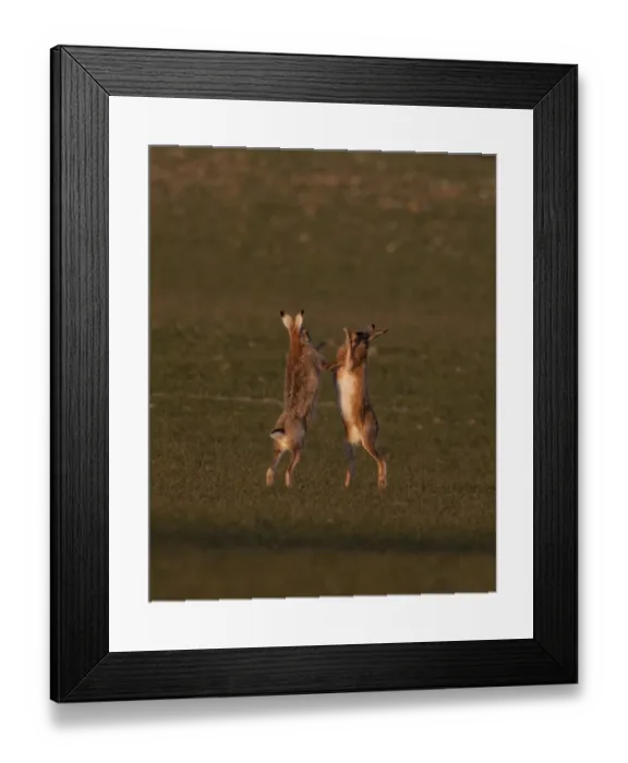 Framed Print : European Brown Hare boxing in spring Norfolk March Framed Print : European Brown Hare boxing in spring Norfolk March