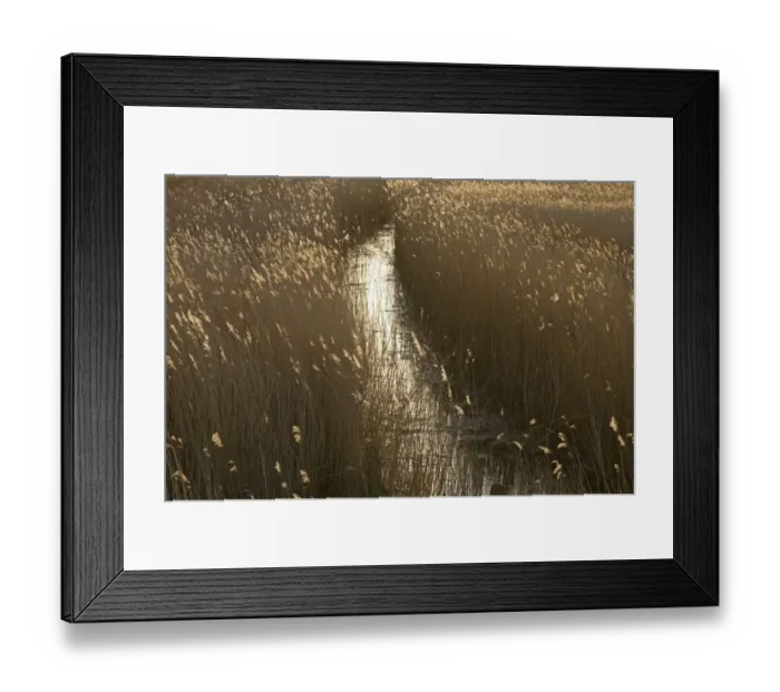 Framed Print : Channel through Reedbed Norfolk spring Framed Print : Channel through Reedbed Norfolk spring