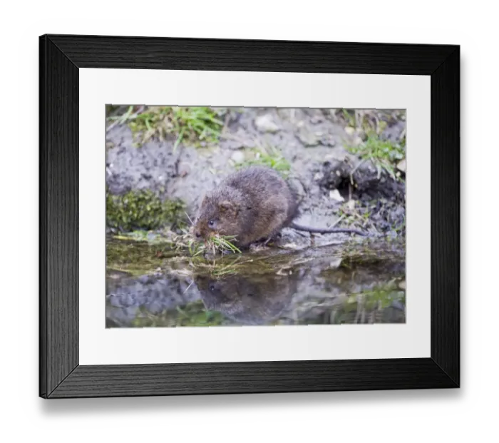 Framed Print : Water Vole Arvicola amphibius Norfolk Framed Print : Water Vole Arvicola amphibius Norfolk