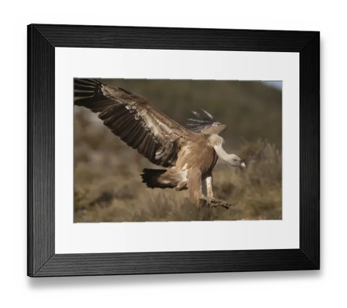 Framed Print : Griffon Vulture Gyps fulvus Catalonia Spain winter Framed Print : Griffon Vulture Gyps fulvus Catalonia Spain winter