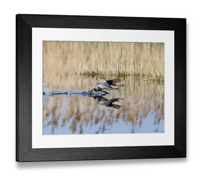 Framed Print : Pochard Aythya ferina taking off Norfolk April Framed Print : Pochard Aythya ferina taking off Norfolk April