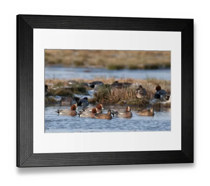 Framed Print : Wigeon Anas penelope Holkham Norfolk winter