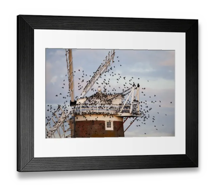 Framed Print : Starlings Sturnus vulgarus arriving at roost on Cley Windmill Cley Norfolk Ocotober Framed Print : Starlings Sturnus vulgarus arriving at roost on Cley Windmill Cley Norfolk Ocotober