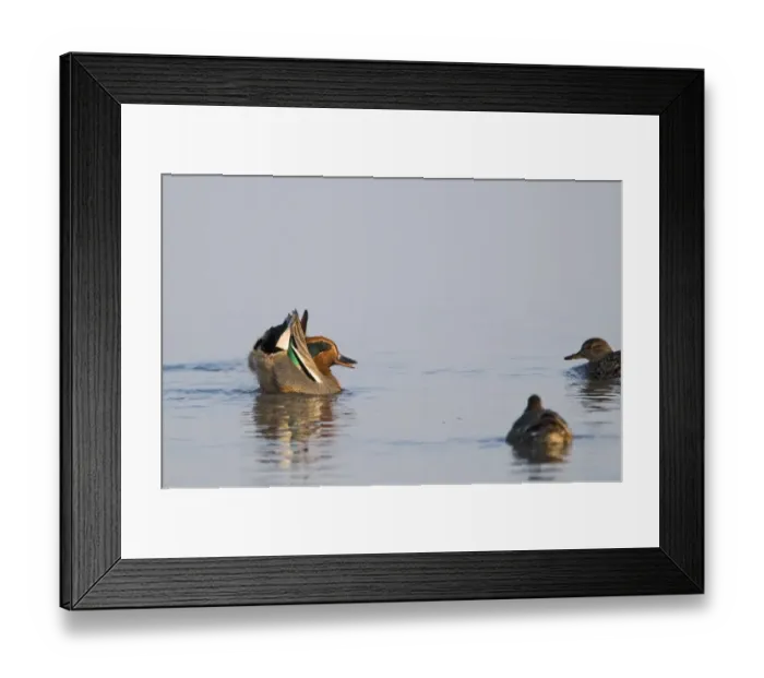 Framed Print : Teal Anas crecca in courtship display Cley Norfolk spring Framed Print : Teal Anas crecca in courtship display Cley Norfolk spring