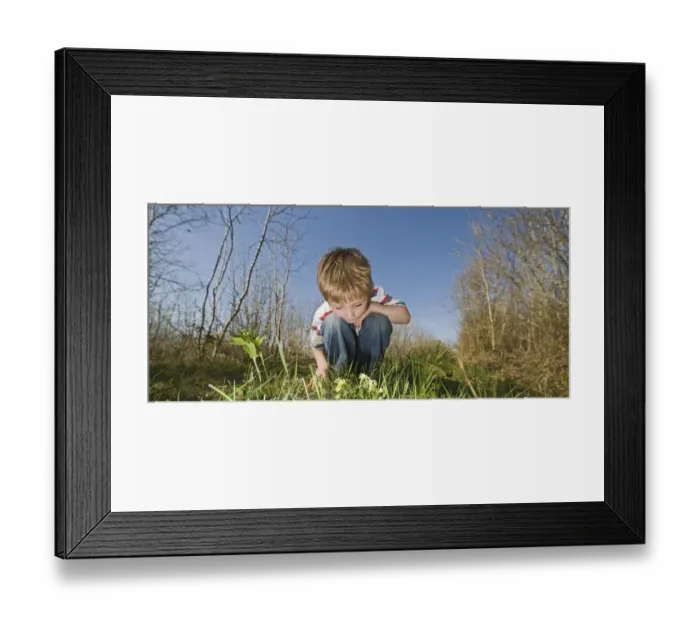 Framed Print : Young boy looking at primroses in woodland in spring Norfolk UK Framed Print : Young boy looking at primroses in woodland in spring Norfolk UK