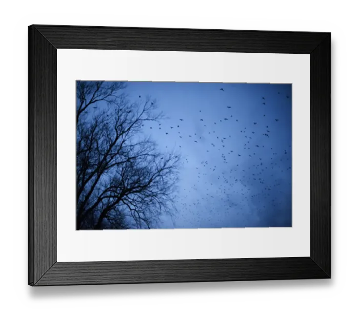 Framed Print : Rooks Corvus frugilegus arriving at roost at Buckenham Norfolk winter Framed Print : Rooks Corvus frugilegus arriving at roost at Buckenham Norfolk winter