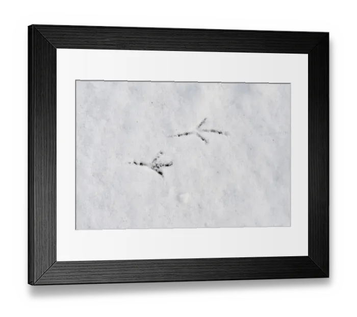 Framed Print : Blackbird Turdus merula footprints in snow in garden Norfolk winter