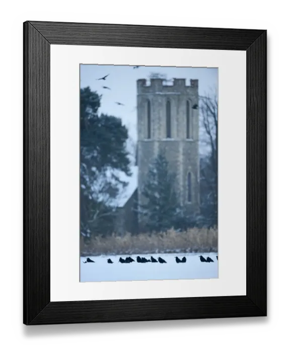 Framed Print : Rooks Corvus grugilegus gathering at roost Buckenham Norfolk winter Framed Print : Rooks Corvus grugilegus gathering at roost Buckenham Norfolk winter