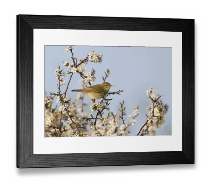 Framed Print : Chiffchaff Phylloscopus collybita among flowering Blackthorn April Norfolk Framed Print : Chiffchaff Phylloscopus collybita among flowering Blackthorn April Norfolk