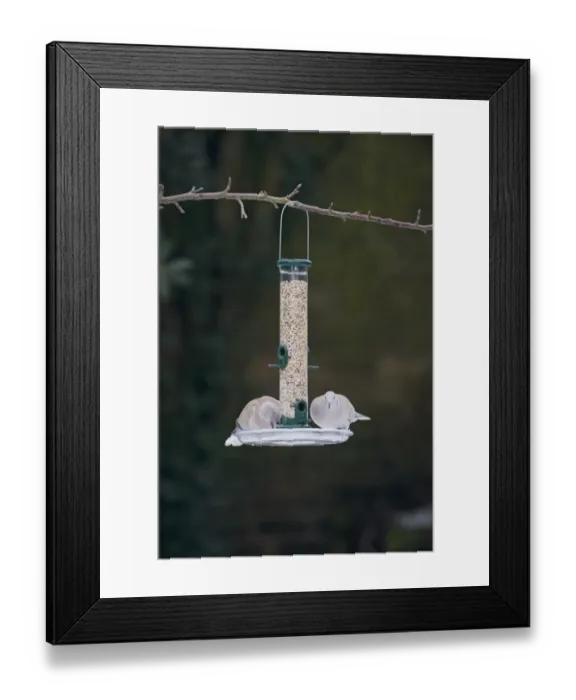 Framed Print : Collared Dove at garden feeder Norfolk winter Framed Print : Collared Dove at garden feeder Norfolk winter