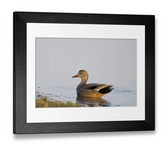 Framed Print : Gadwall Anas strepera male Cley Norfolk March Framed Print : Gadwall Anas strepera male Cley Norfolk March