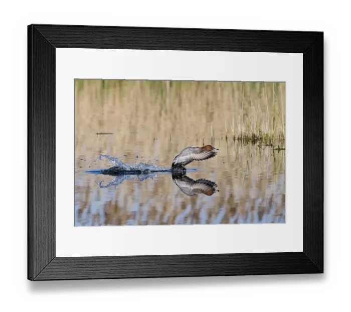 Framed Print : Pochard Aythya ferina taking off Norfolk April Framed Print : Pochard Aythya ferina taking off Norfolk April