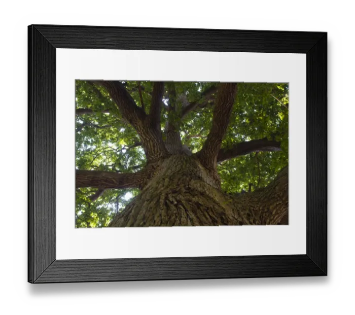 Framed Print : Pendunculate Oak tree Quercus rober Norfolk summer Framed Print : Pendunculate Oak tree Quercus rober Norfolk summer