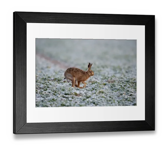 Framed Print : Brown Hare Lepus lepus Norfolk winter Framed Print : Brown Hare Lepus lepus Norfolk winter